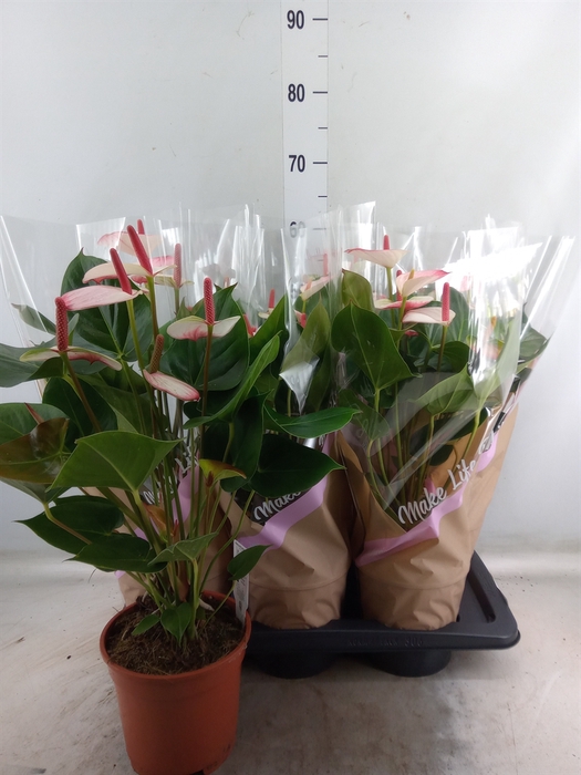 <h4>Anthurium  'Pr. Amalia Elegance'</h4>