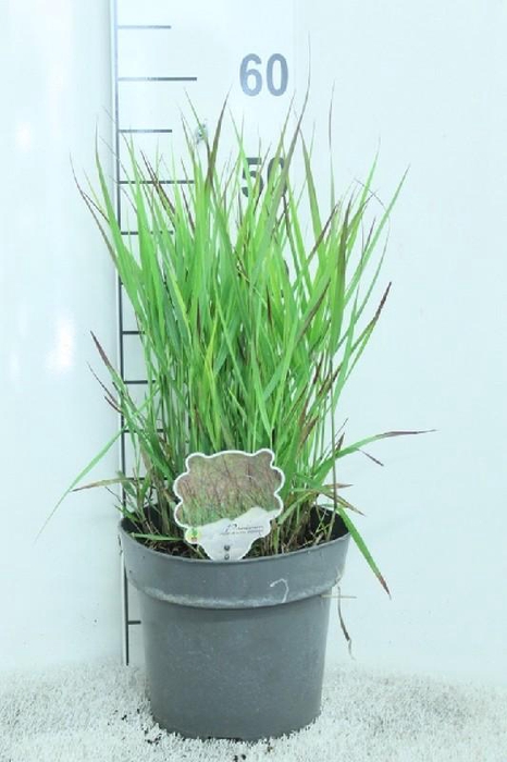 <h4>Panicum Virgatum Totem Pole Bloodbrothers</h4>