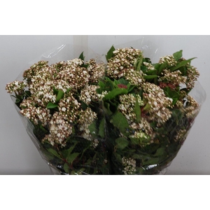 Viburnum Bloei 400 Gr