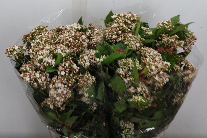 <h4>Viburnum Bloei 400 Gr</h4>