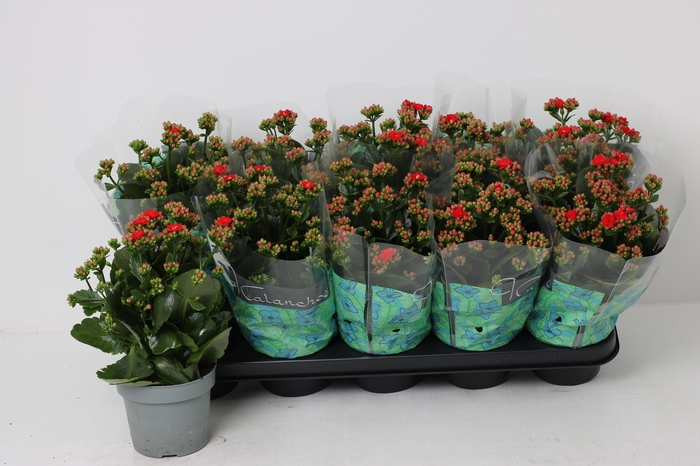 <h4>KAL GE RF NOELLE</h4>