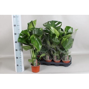 Monstera deliciosa 13Ø 60cm 3pp