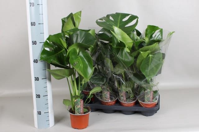 Monstera deliciosa 13Ø 60cm 3pp