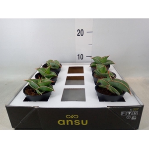 Sansevieria   ...