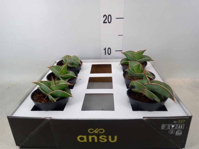 <h4>Sansevieria   ...</h4>