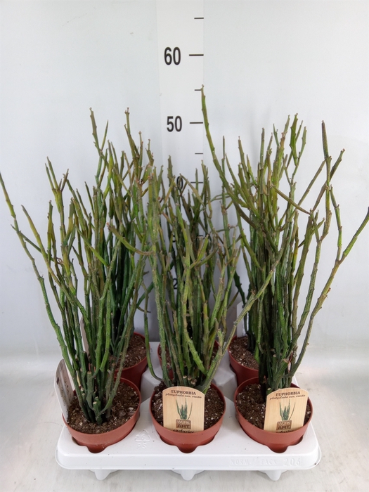 <h4>Euphorbia   ...</h4>
