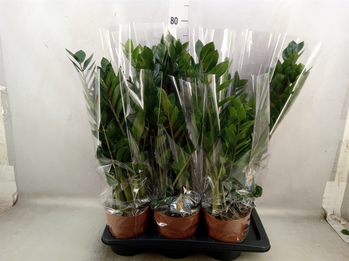 <h4>Zamioculcas zamiifolia</h4>