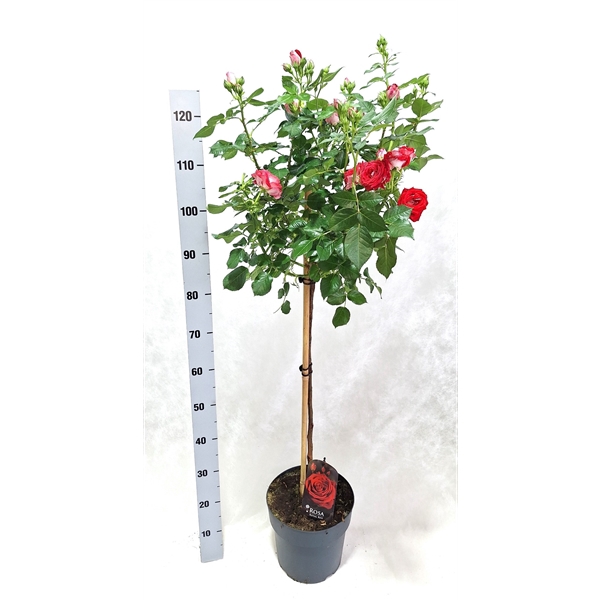 <h4>Roos op stam grootbloemig P24 Clear</h4>