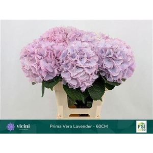 Hydr M My Primavera