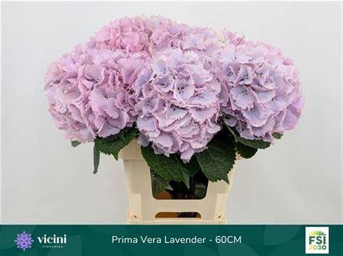 <h4>Hydr M My Primavera</h4>