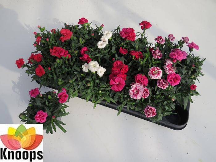 <h4>DIAN OSC GEM</h4>