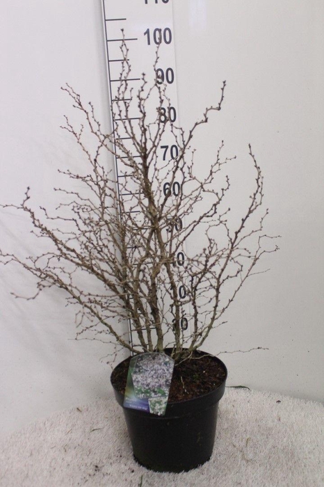 <h4>Prunus incisa 'Kojou-no-mai' H90 P29 potgekweekt</h4>