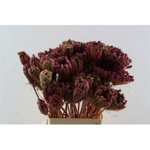Dille Zaadscherm Small 60cm Naturel Red P/tk