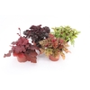 Heuch Mixk 1 Kleur Per Tray