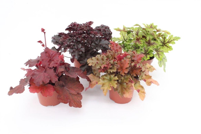 Heuch Mixk 1 Kleur Per Tray