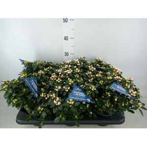 Rhododendron sim. 'Hor Class Bicol'