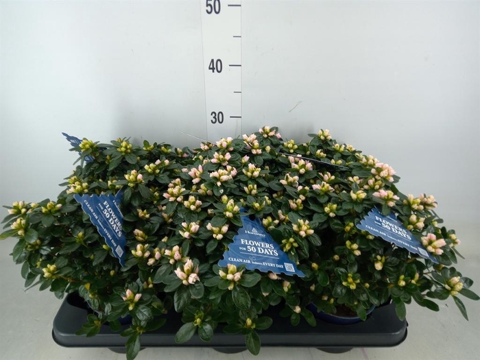 <h4>Rhododendron sim. 'Hor Class Bicol'</h4>