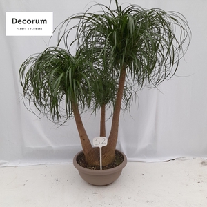 Beaucarnea vertakt op nummer 52