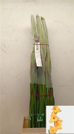 <h4>Glad Gr Ovatie</h4>