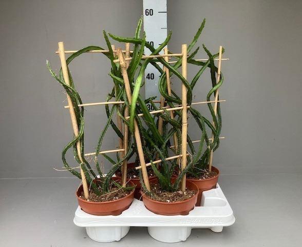 <h4>Cactus   ...</h4>