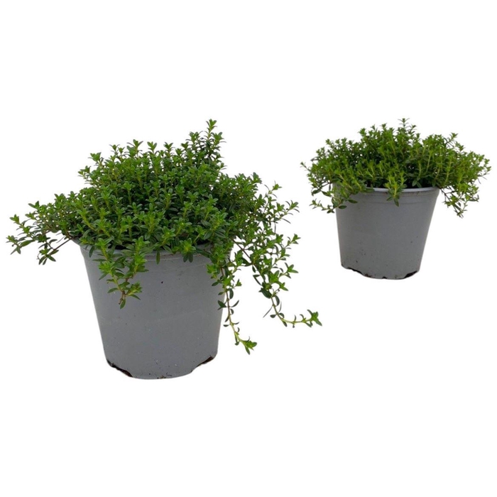 <h4>Satureja Montana Bush</h4>