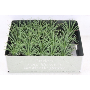 arr3 CP - Till. Ionantha groen x20