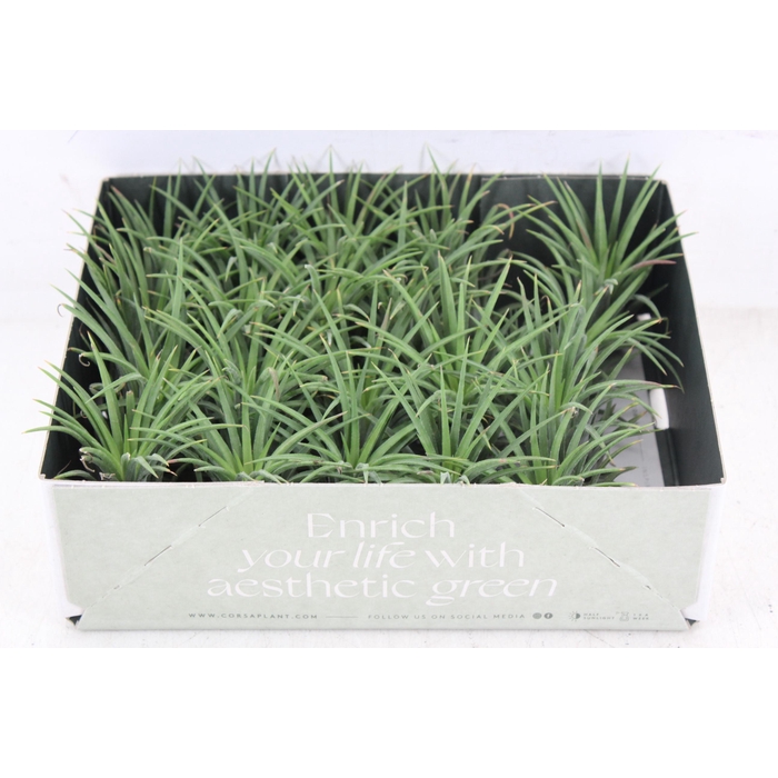<h4>Arr3 Cp - Till. Ionantha Groen X20</h4>