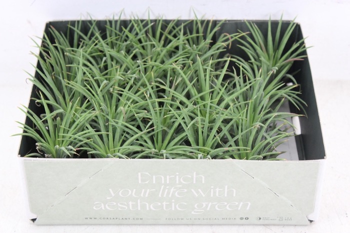 <h4>arr3 CP - Till. Ionantha groen x20</h4>