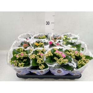 Kalanchoe blos.   ..rosebud mix  5