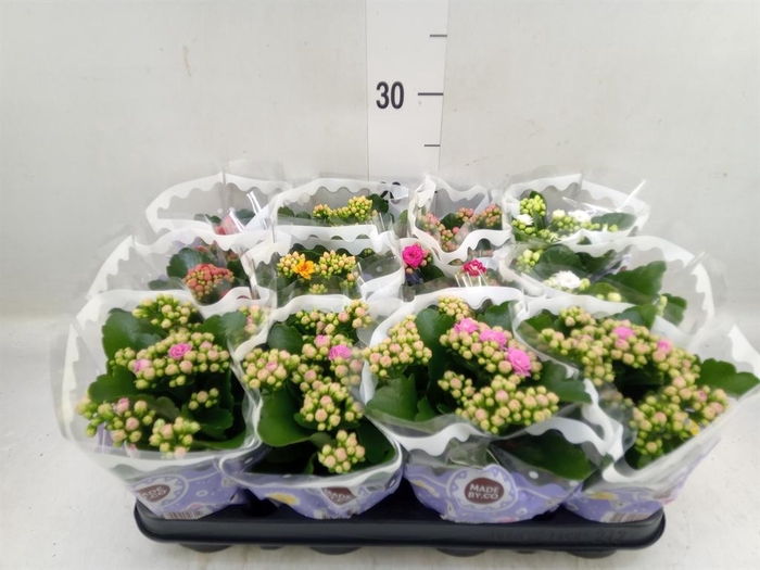 <h4>Kalanchoe blos.   ..rosebud mix  5</h4>
