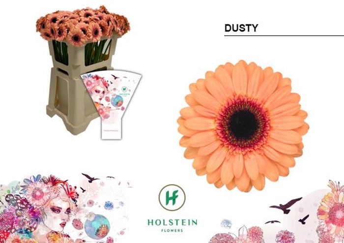 <h4>Gerbera MI 'Dusty'</h4>