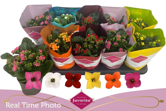 <h4>KAL EN GEM 6 KL</h4>