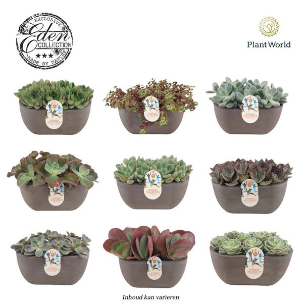 <h4>Summer Collection 25cm MIXKAR (per kar 6 soorten, vrije mix)</h4>
