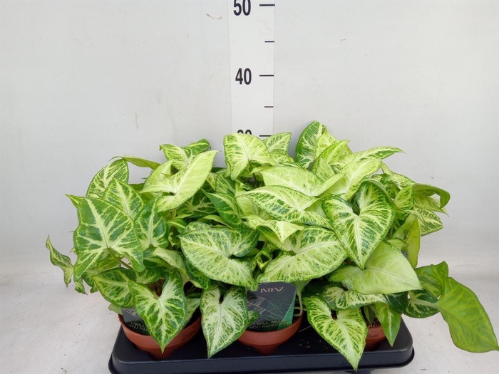 <h4>Syngonium  'Arrow'</h4>