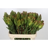 Leucadendron Laurel Yellow