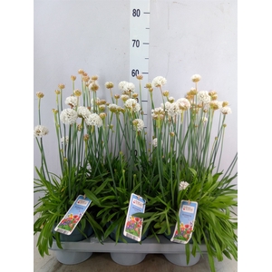 Armeria pseud. 'Ball White'