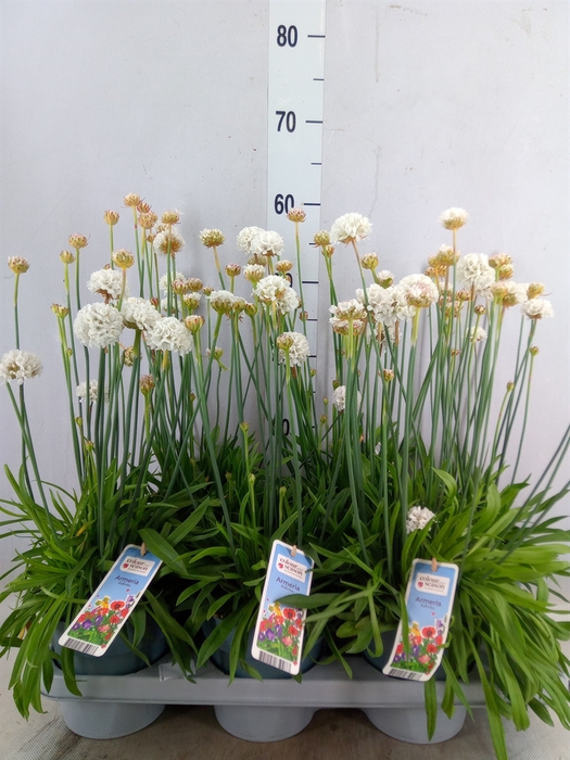 <h4>Armeria pseud. 'Ball White'</h4>