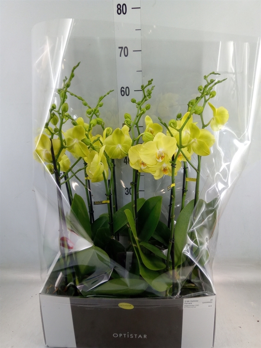 <h4>Phalaenopsis  'Ant Ferrara'</h4>