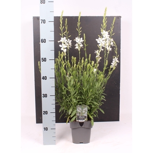 Gaura lindheimeri 'Snowbird'