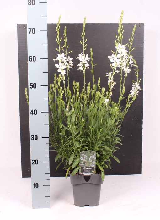 <h4>Gaura lindheimeri 'Snowbird'</h4>