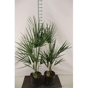 Chamaeropis 19 Cm. P. Humilis 90 Cm. Hoog