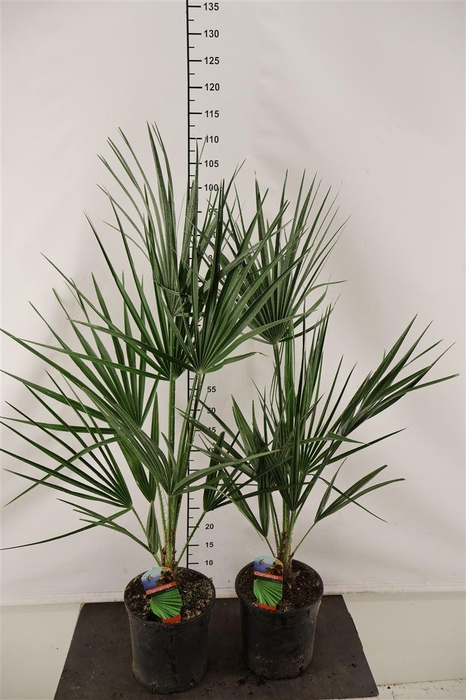 <h4>Chamaeropis 19 Cm. P. Humilis 90 Cm. Hoog</h4>
