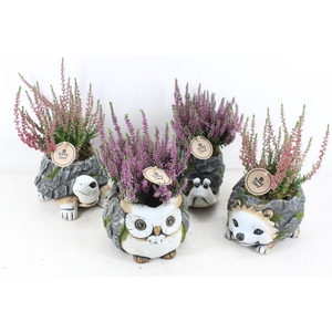 arr4 Outdoor PL - Luxe dieren kl. x4 Callu.