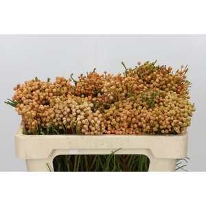 Kaaps Groen Lanug. Orange