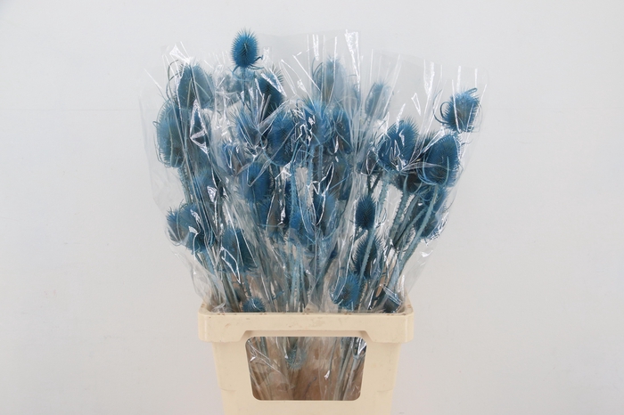 <h4>DROOGBL BEWERKT H%</h4>