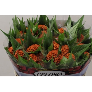 CEL C ACT ZARA