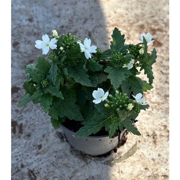 <h4>Verbena wit</h4>