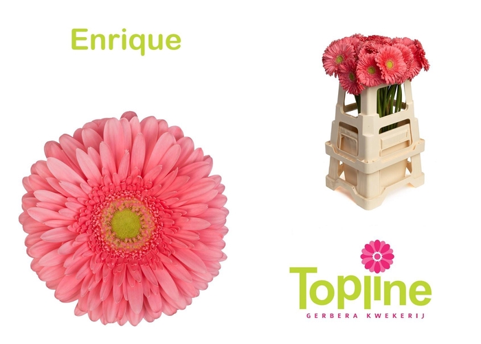 <h4>GE GR ENRIQUE</h4>