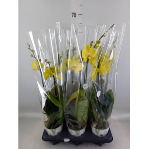 Phalaenopsis  'Ant Savona'