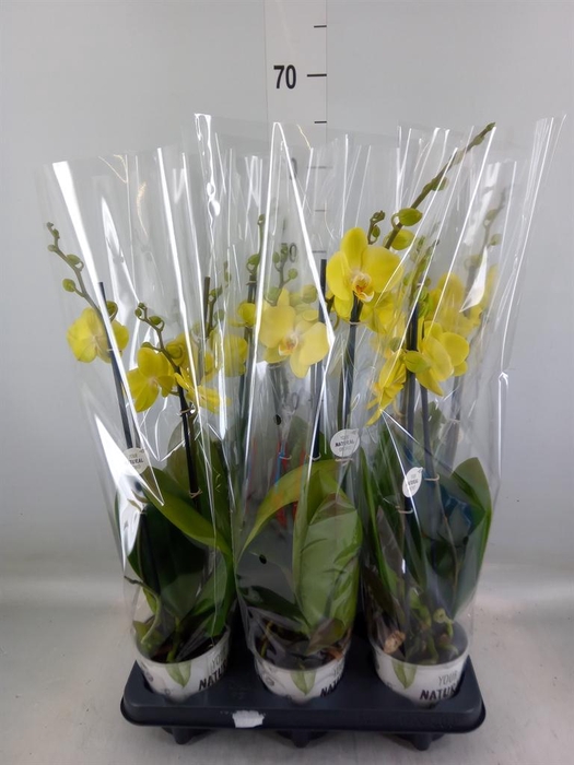 <h4>Phalaenopsis  'Ant Savona'</h4>